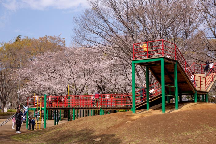 与野公園　満開の桜　2019年