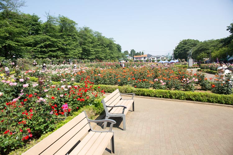 与野公園 さいたま市中央区 バラ園 公園へ行こう