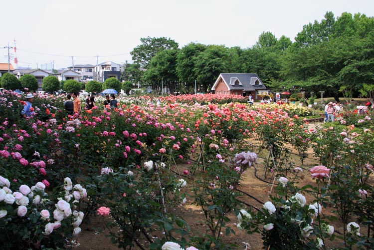 与野公園 さいたま市中央区 バラ園 公園へ行こう